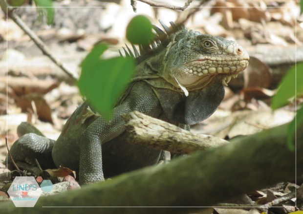 martinique-photos-lindsinwonderland-paysage_37