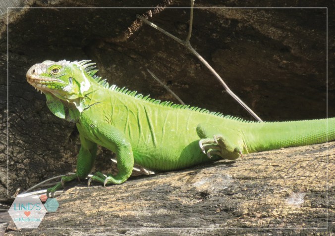 martinique-photos-lindsinwonderland-paysage_38