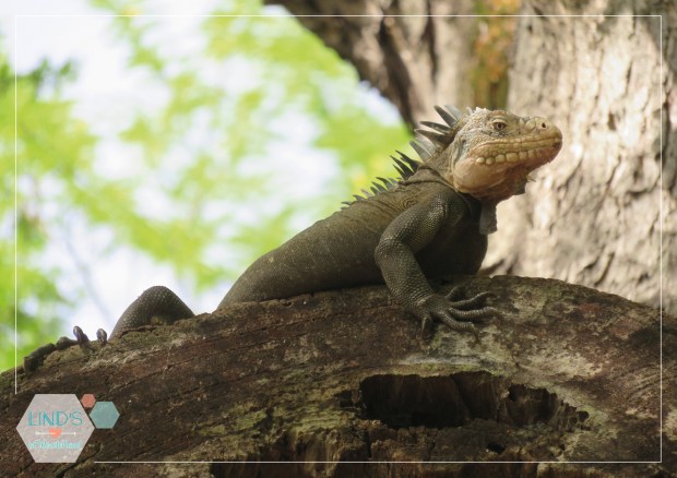 martinique-photos-lindsinwonderland-paysage_39