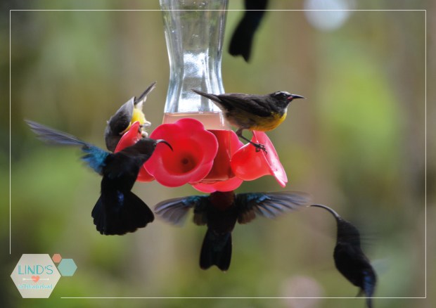 martinique-photos-lindsinwonderland-paysage_6