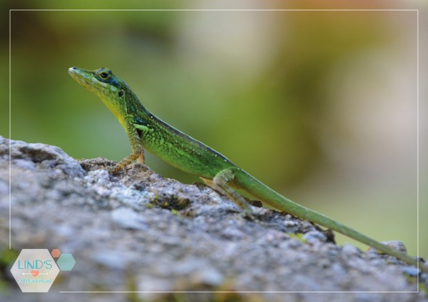 martinique-photos-lindsinwonderland-paysage_7