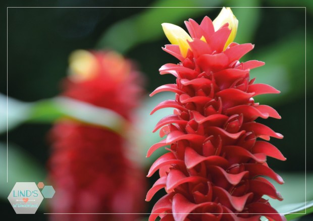 martinique-photos-lindsinwonderland-paysage_9