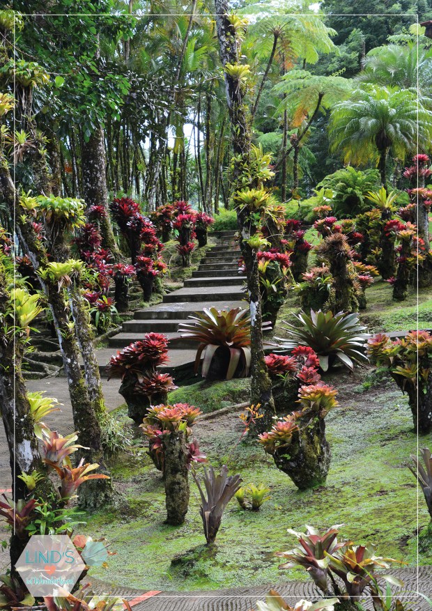 martinique-photos-lindsinwonderland-portrait_2