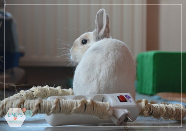 photos-lw-paysage_rabbitproof4